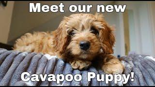 Surprise! Meet our Cavapoo Puppy!