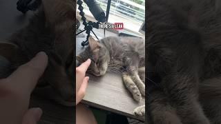 she drools when she’s happy #cat #catvideos #catshorts