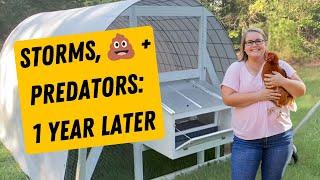 1 Year in Our DIY Hoop Coop: Weather, Predators + We Haven’t Cleaned It Once!