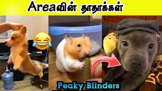 Areaவில் அலப்பறை செய்யும் விலங்குகள் | Peaky Blinders | Hoomans