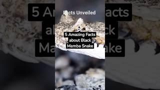 5 Amazing Facts about Black Mamba Snake #factsunveiled #shortsfeed #shorts #trending #mamba #viral