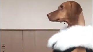 funniest comedy pranks