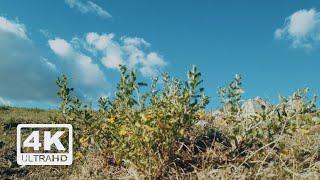 Steppe flowers and the Sky | 4K | Windy ambience