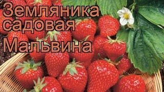 Земляника садовая Мальвина (malvina)  обзор: как сажать, рассада земляники Мальвина