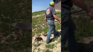 Baby raccoon does everything with dad...