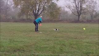 FrisbeeМанія2019   Дина чихуахуа Василиса