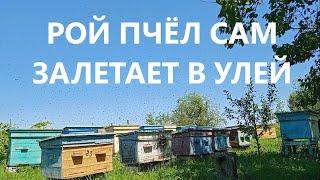 Где взять пчел? Рой пчел сам залетает в пустой улей.