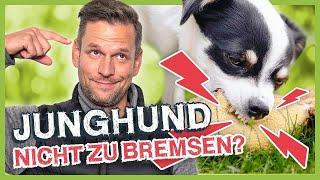 Hund in der PUBERTÄT! Was erwartet mich als Hundehalter?