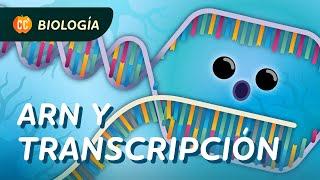 ¿Qué es el ARN? (transcripción del ADN): Crash Course Biología #34