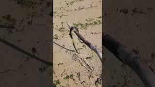 Saving Stranded Sea Snake | Beachcombing | Okinawa, Japan #rescue #sahd #snake