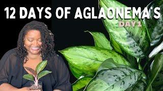 Day 1 of 12 Days of Aglaonemas: Aglaonema Golden Powder + Quick Care Tips