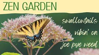 Zen Garden - Vibin’ With Some Swallowtails on Joe Pye Weed - natural sound