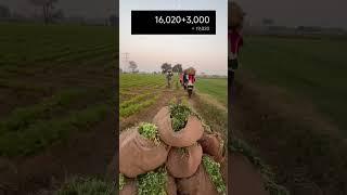 Profitable Methi farming