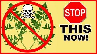 How to Control Poison Hemlock on Any Property!