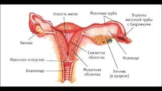 Строение женской половой системы
