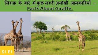 जिराफ से जुड़े कुछ अनोखी बाते! -amazing facts about giraffe -Unrythemic World special - S1E1