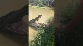  Croco boy and girl love  #crocodile #srilanka #travel #lunugamwehera #nationalparks #safari