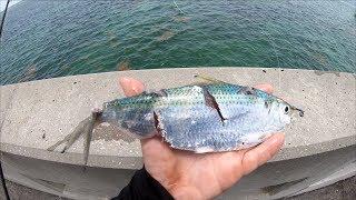 Every BAIT Got DESTROYED... EPIC Florida Keys Bridge Fishing