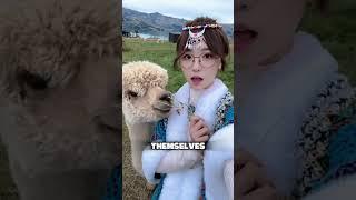 Alpaca Spitting Behavior