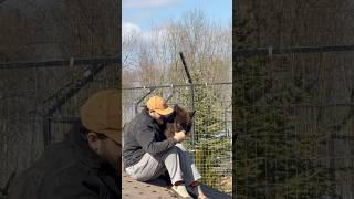 Дочь Акелы ‼️Канадская Волчица Багира #wolf #blackwolf