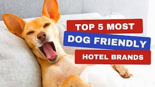 Top 5 Most Dog-Friendly Hotel Brands