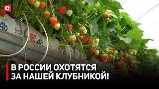 Торговые сети выстраиваются В ОЧЕРЕДЬ! | Ажиотаж на нашу ягоду | Из инициативы в успешный бизнес