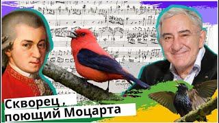 Птицы, поющие Моцарта! Михаил Казиник