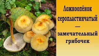 Ложноопёнок серопластинчатый - замечательный грибочек.