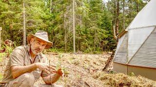 Growing Sweet Potatoes in Canada, Zone 4 | Greenhouse and Forest Garden Tour - Success and Failure