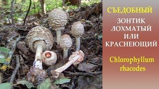 Съедобный Гриб-зонтик лохматый или краснеющий. - Chlorophyllum rhacodes