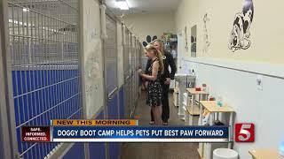 'Dog boot camp' can improve your puppy's behavior and mood