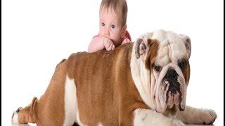 English Bulldog Dog Breed | English Bulldog 101: Is a Bulldog Right For You