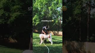 i put the work in #akita #animal #dog #sheddingseason #largebreed