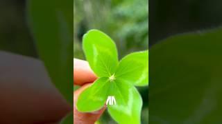 Neuroscientist PROVES Manifestation is REAL! Step by step guide! 