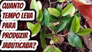 Quantos anos demora para ter frutificação da jabuticabeira? Quanto tempo leva p produzir jabuticaba?