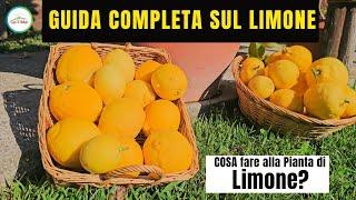 Come Coltivare Il Limone - GUIDA COMPLETA SUI LIMONI - "Cura La Natura"