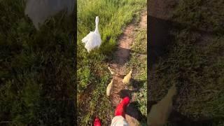 Harriet the Goose and her goslings first adventure outside the protected pasture! #geese #goslings