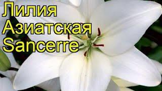 Лилия азиатская Сансерр. Краткий обзор, описание характеристик, где купить луковицы Sancerre