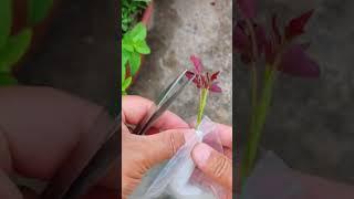 Hydroponics process for a rose