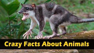 Crazy Facts About Animals  | Amazing Facts | Random Facts | Mind Blowing Facts in Hindi #Shorts