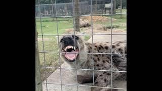 Scarlet the hyena makes a weird noise