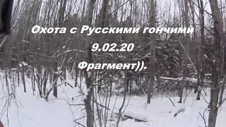 Охота с Русскими гончими на зайца  9 02 20