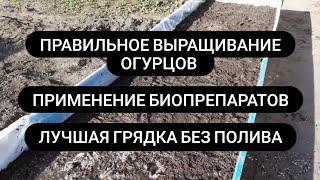 Как правильно вырастить много огурцов Грядки для огурцов