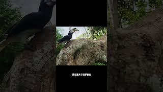 犀鸟为什么要将自己封闭在洞口中？#科普 #知识 #冷知识