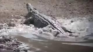 Нападение Крокодила на Людей!!! Смертельное Видео. Шок Видео.