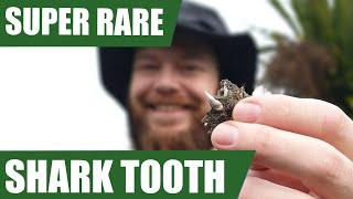 CRAZY weird shark tooth and a mystery fossil prep