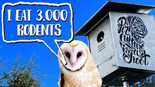 Q&A: Owl Boxes and Rodent Control with The Hungry Owl Project