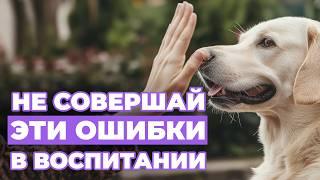 НЕ НАДО ТАК ВОСПИТЫВАТЬ СОБАКУ! 9 человеческих ошибок, которые сбивают с толку вашего питомца