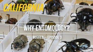 Why Entomology? – Bugged, Episode 3