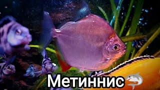 Пиранья Метиннис - Травоед 